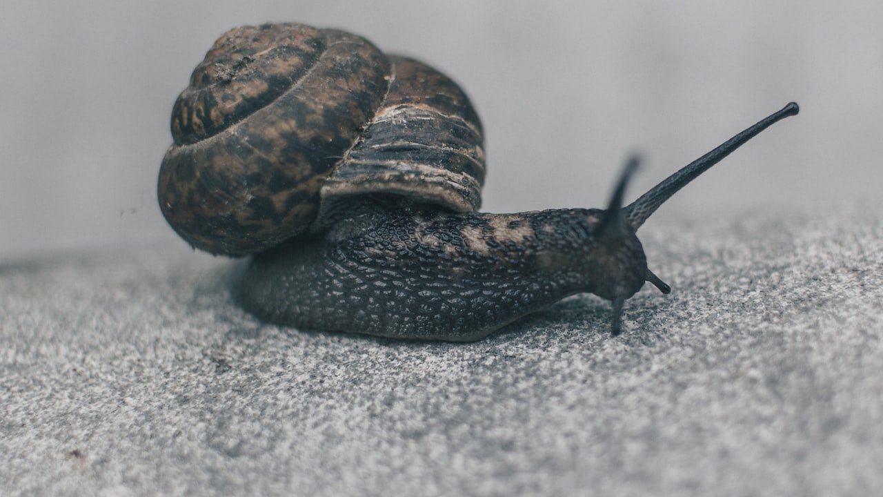 A step-by-step guide to using a snail cleaner