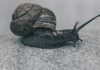 A step-by-step guide to using a snail cleaner