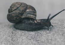 A step-by-step guide to using a snail cleaner
