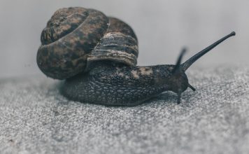 A step-by-step guide to using a snail cleaner
